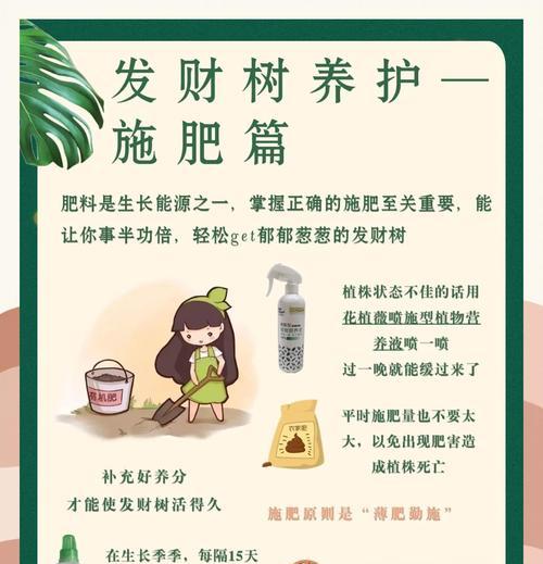 发财树施肥的正确步骤和注意事项有哪些？