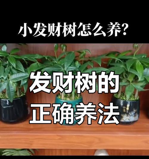 发财树施肥的正确步骤和注意事项有哪些？