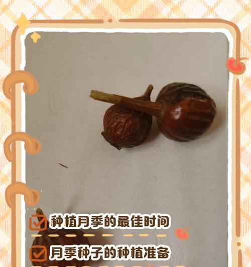 月季花种植成功的关键是什么？