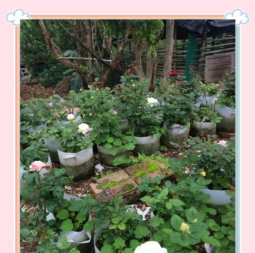 月季花种植成功的关键是什么？