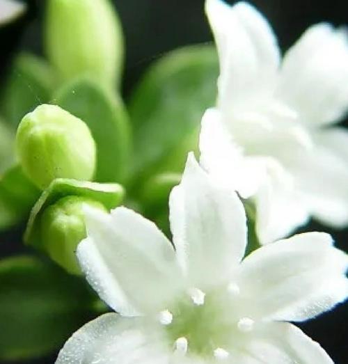 六月雪怎么开花？怎样促进其开花？