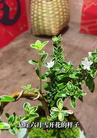 六月雪怎么开花？怎样促进其开花？