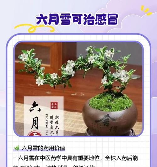 六月雪怎么开花？怎样促进其开花？