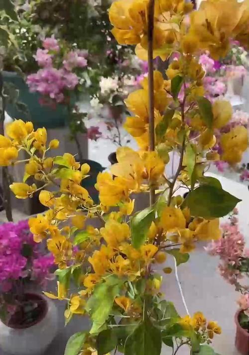 兰花老叶发黄怎么办？如何处理？