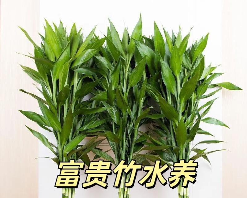 富贵竹叶子发黄的解决方法？