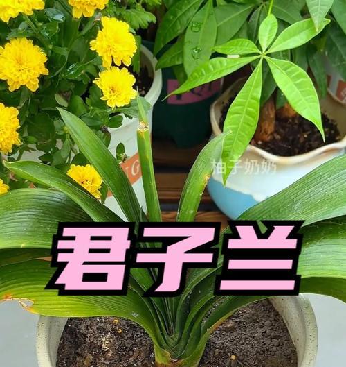 君子兰生长缓慢怎么办？如何加速君子兰的生长速度？