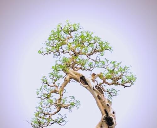 盆景树桩养成技巧有哪些？