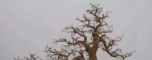 盆景树桩养成技巧有哪些？