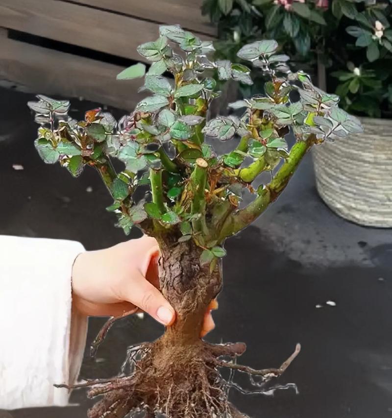 小玫瑰花的养殖方法是什么？