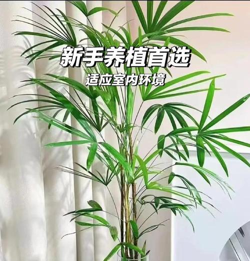 棕竹修剪技巧有哪些？如何保持棕竹的健康生长？