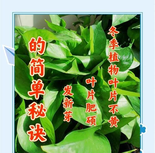 冬天植物会发生哪些变化？如何应对冬季植物的养护问题？