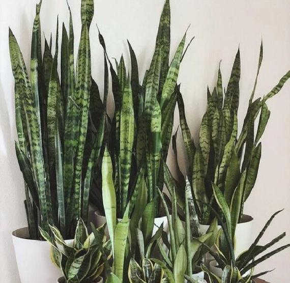 冬天植物会发生哪些变化？如何应对冬季植物的养护问题？