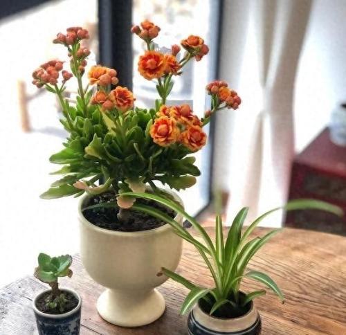 冬天植物会发生哪些变化？如何应对冬季植物的养护问题？