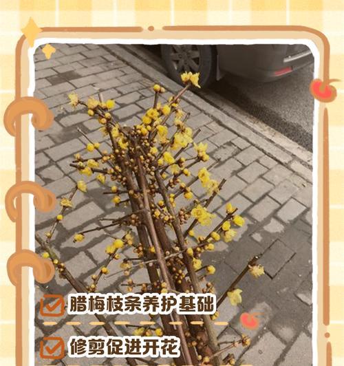 腊梅的养殖技巧是什么？如何让腊梅花开得更美？
