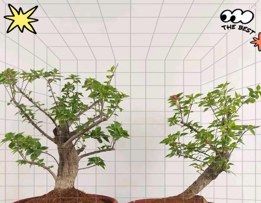 三角梅种植成功的关键是什么？