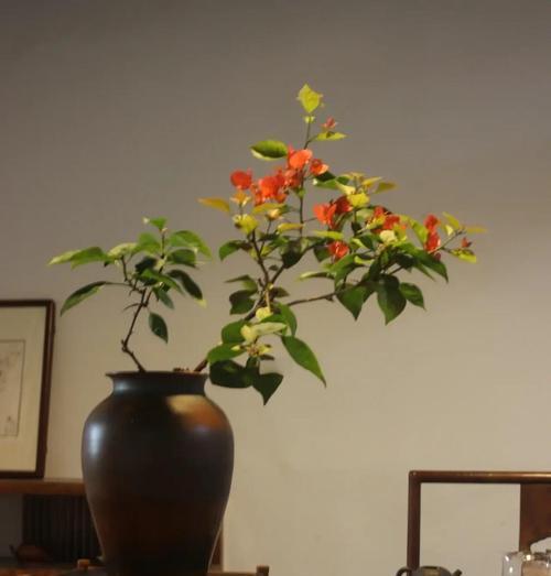 三角梅种植成功的关键是什么？