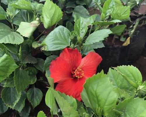 扶桑花不开花的原因是什么？