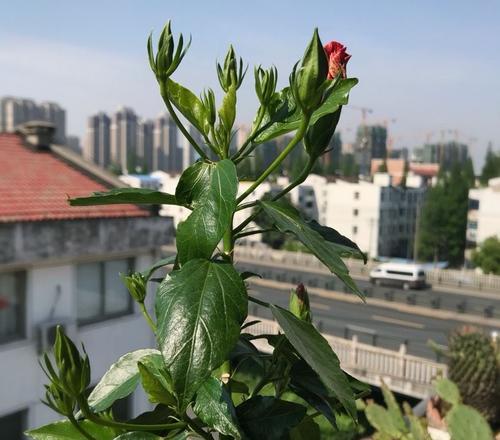 扶桑花不开花的原因是什么？