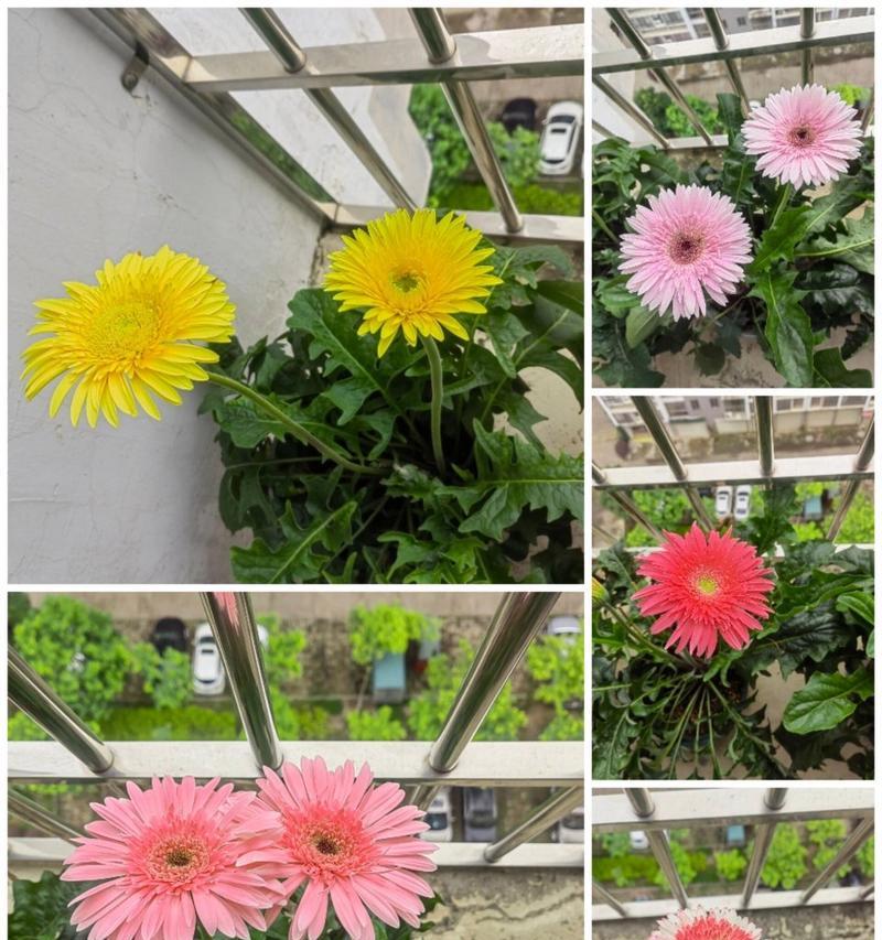 非洲菊种植的步骤是什么？如何保证非洲菊的开花质量？