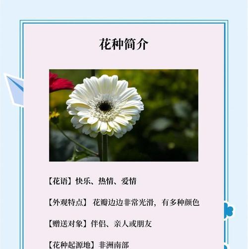 非洲菊种植的步骤是什么？如何保证非洲菊的开花质量？