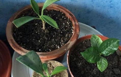 茉莉移植的最佳时间是什么时候？移植后如何照料？