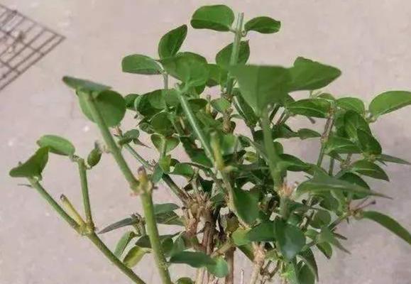 茉莉移植的最佳时间是什么时候？移植后如何照料？