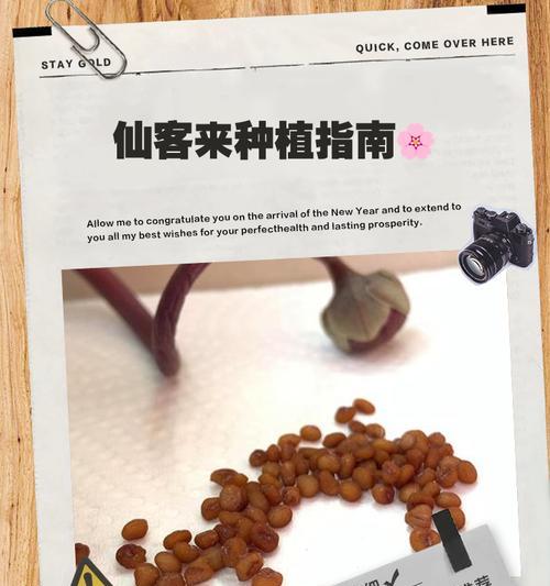 仙客来繁殖的简单步骤是什么？