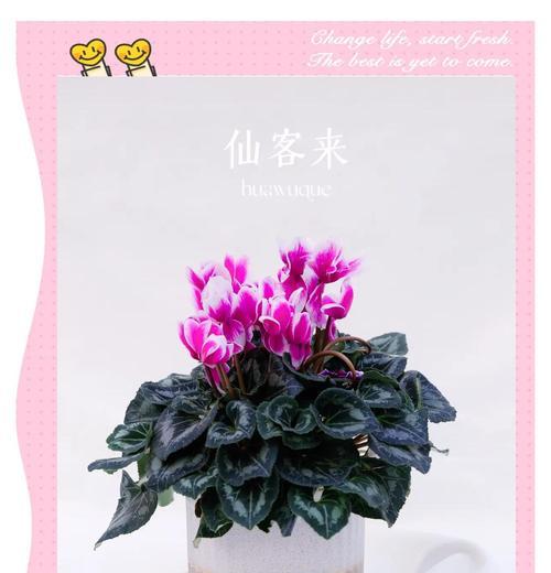 仙客来繁殖的简单步骤是什么？