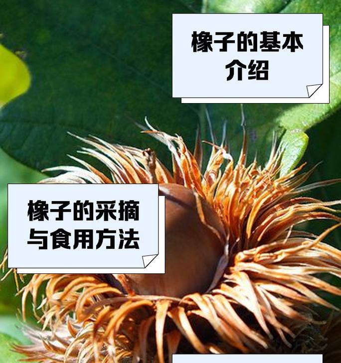 橡树有多少种品种？各自的用途是什么？