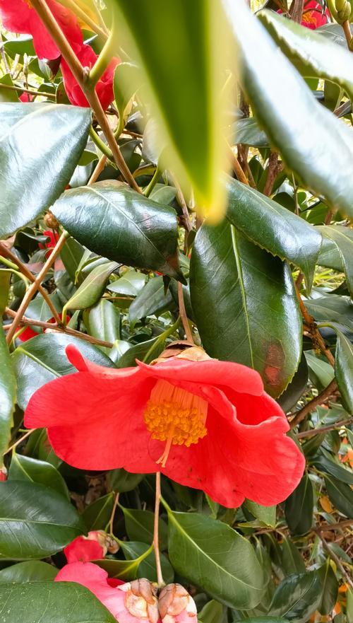 耐冬花品种有哪些？如何挑选适合冬季的耐冬花？