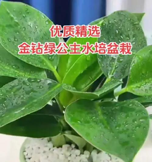 绿钻养殖方法是什么？如何保持绿钻健康生长？