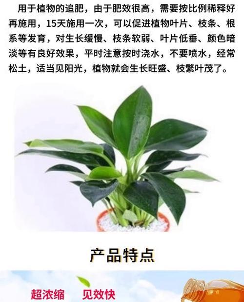 绿钻养殖方法是什么？如何保持绿钻健康生长？