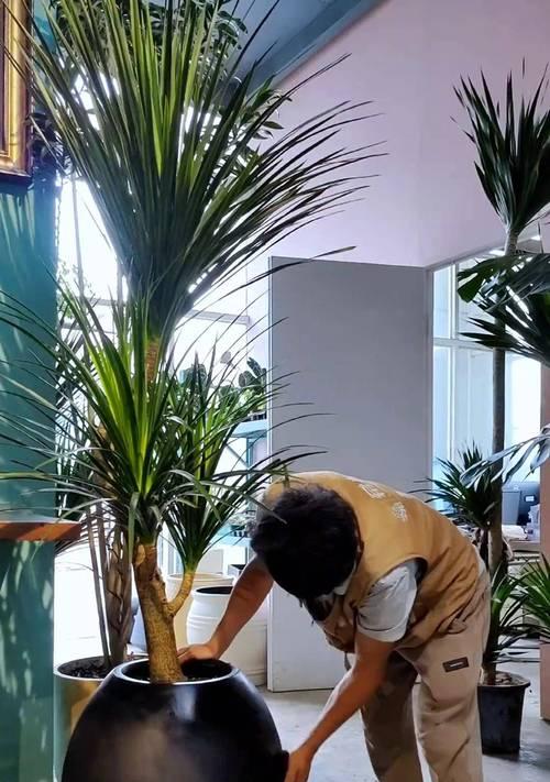 盆摘植物的正确养护方法是什么？