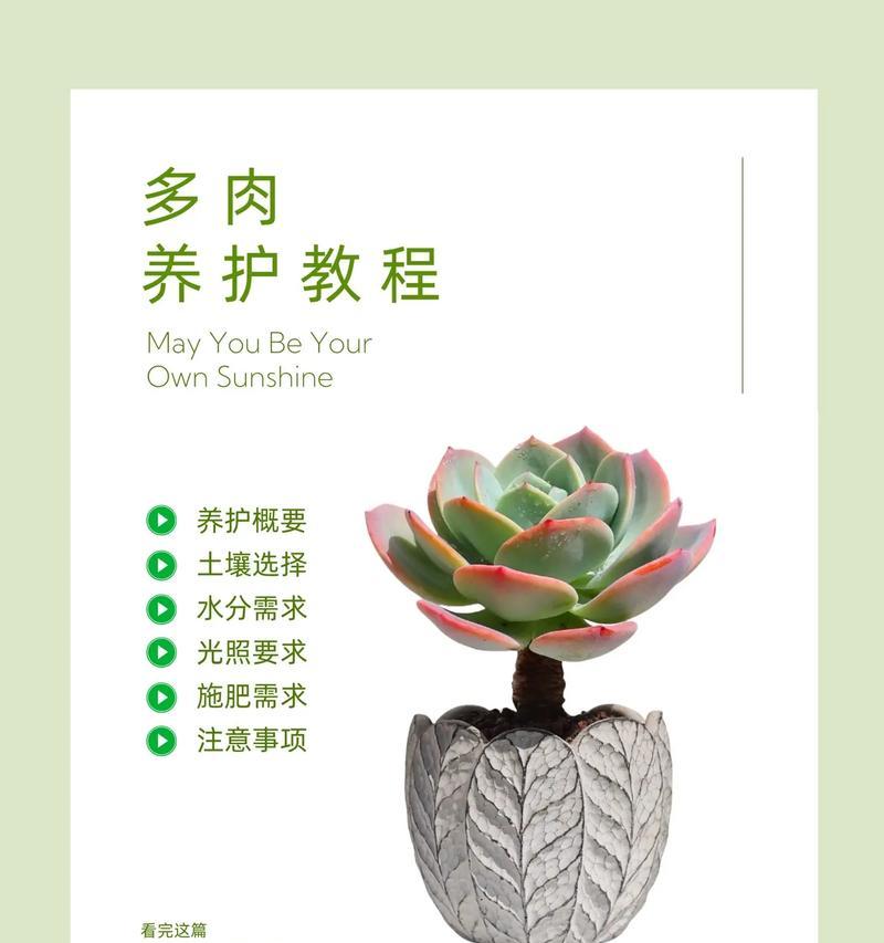 盆摘植物的正确养护方法是什么？