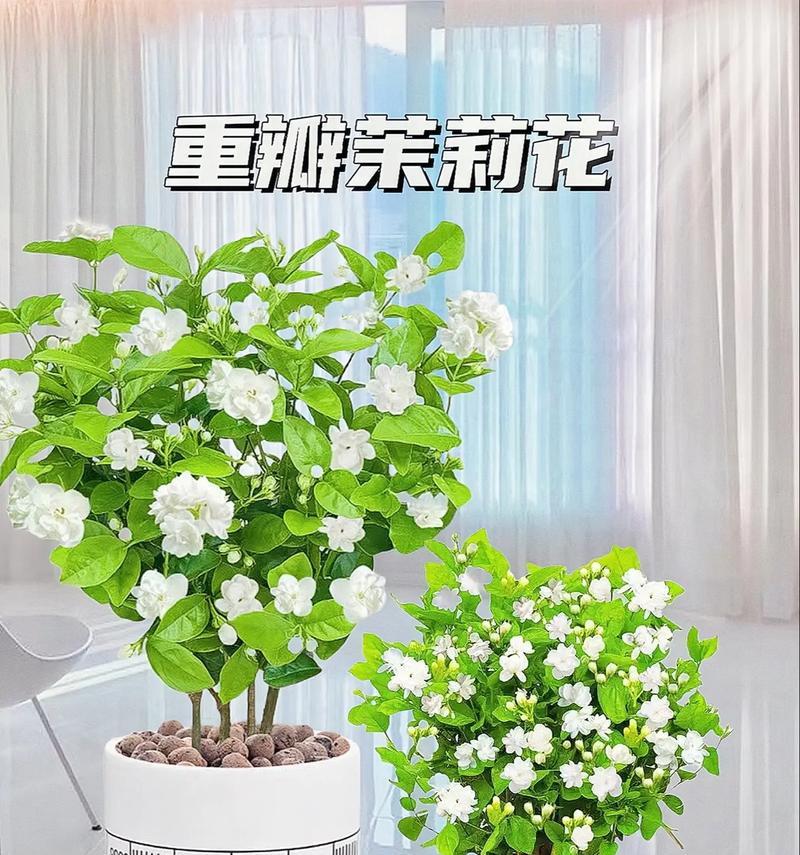茉莉花有哪些颜色？不同品种的茉莉花颜色是什么？