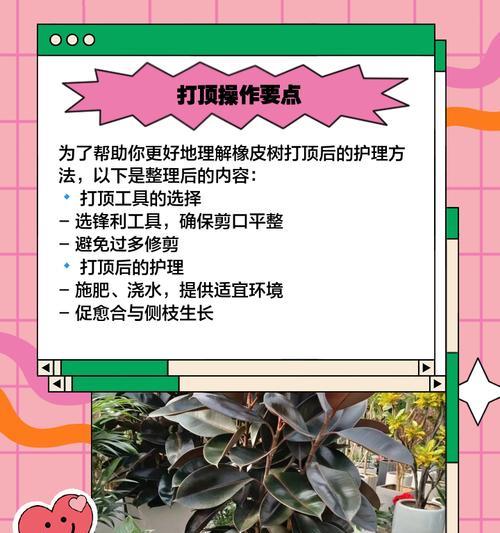 橡皮树烂根？如何进行根部护理？