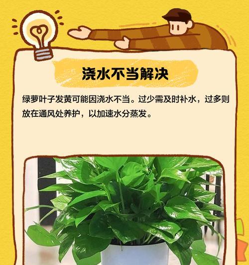 绿萝叶子尖端发黄怎么办？