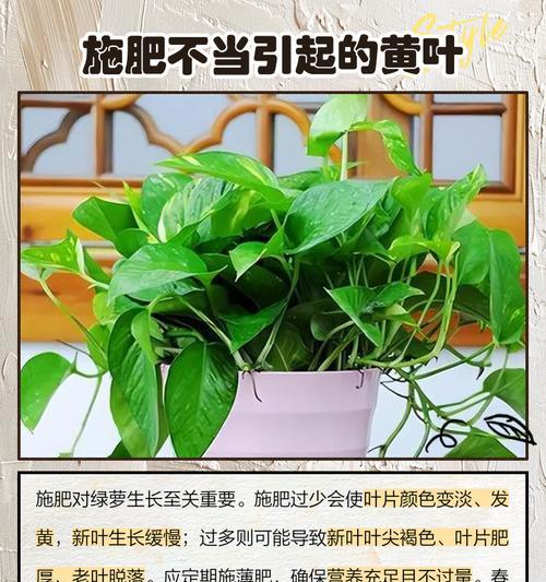 绿萝叶子尖端发黄怎么办？