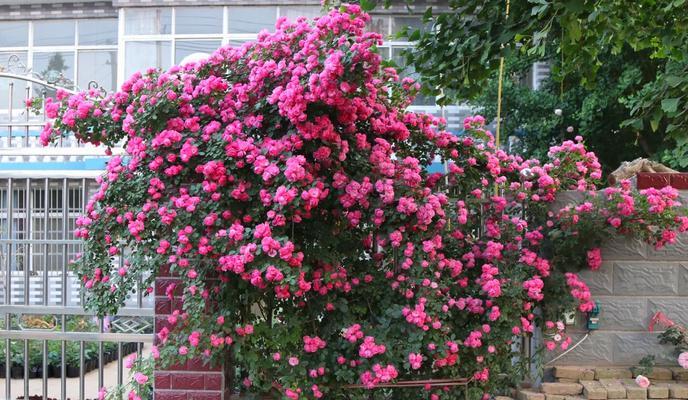 月季花的种植方法？月季养护中应注意什么？
