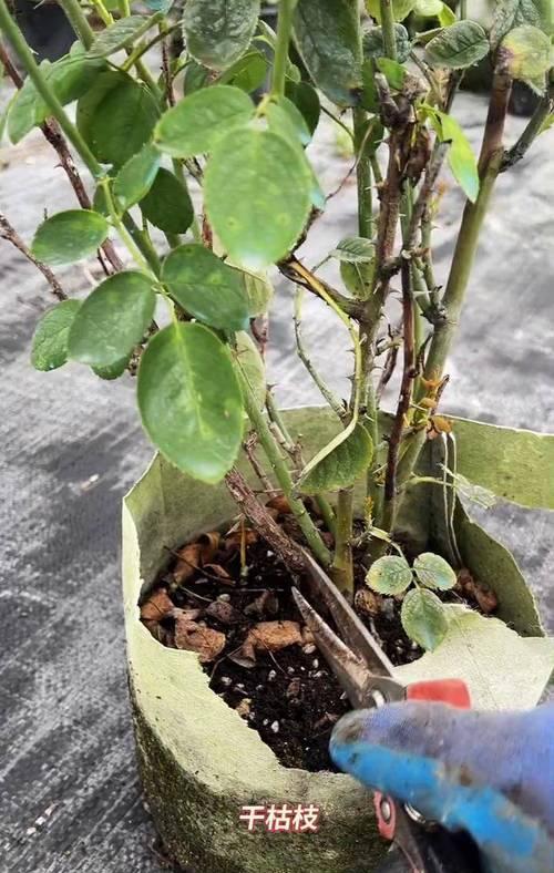 月季花的种植方法？月季养护中应注意什么？