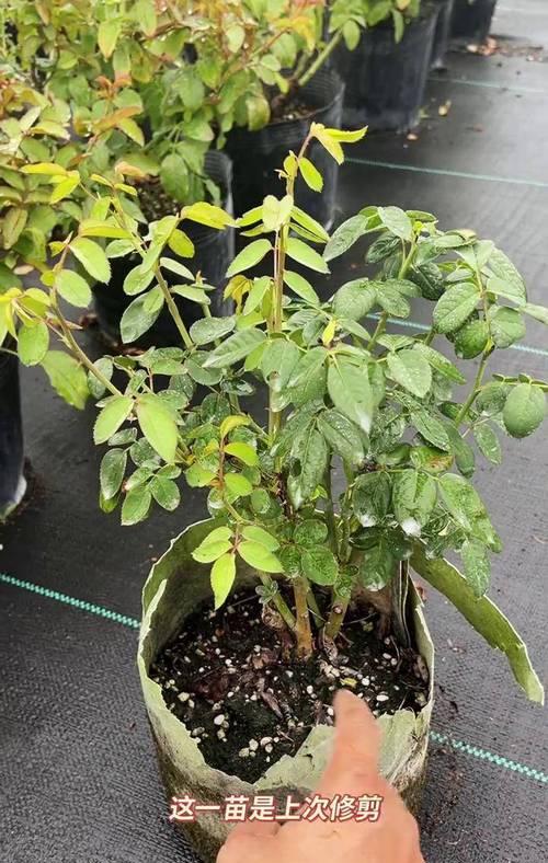 月季花的种植方法？月季养护中应注意什么？