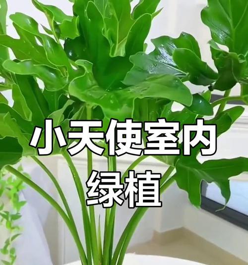 小天使水培方法详解？
