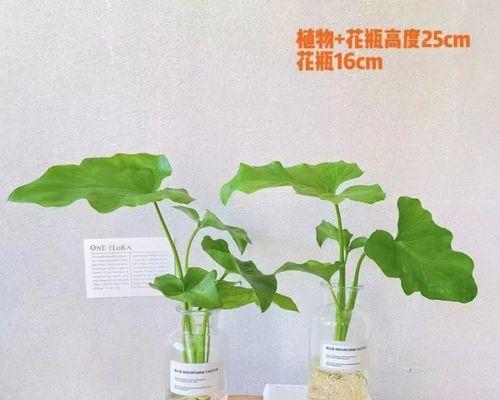 小天使水培方法详解？