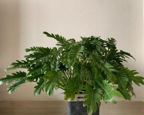 小天使水培方法详解？