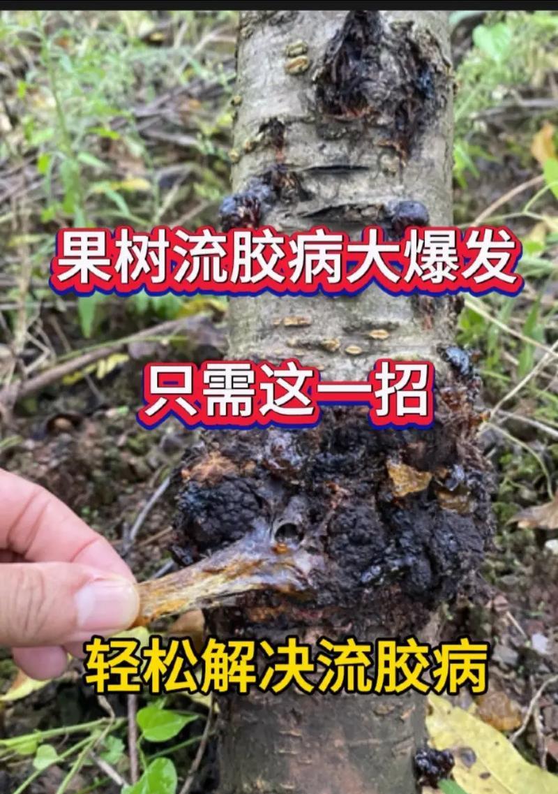 果树枯萎病的防治方法有哪些？如何挽救枯萎的果树？