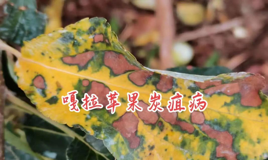 果树枯萎病的防治方法有哪些？如何挽救枯萎的果树？