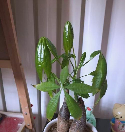 发财树应该施什么肥料？如何正确施肥？