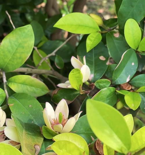 含笑花的养殖要点有哪些？怎样才能养出香味？