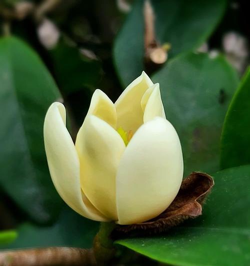 含笑花的养殖要点有哪些？怎样才能养出香味？