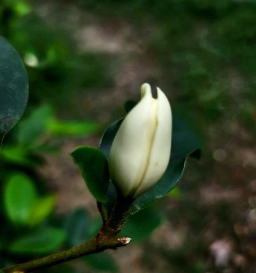 含笑花的养殖要点有哪些？怎样才能养出香味？